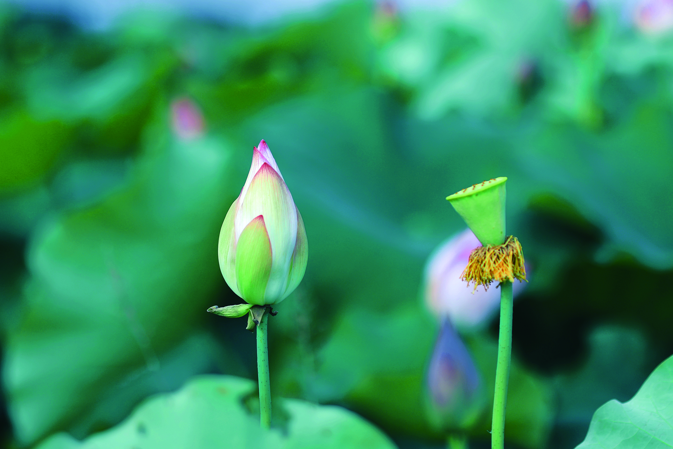 荷 花.jpg